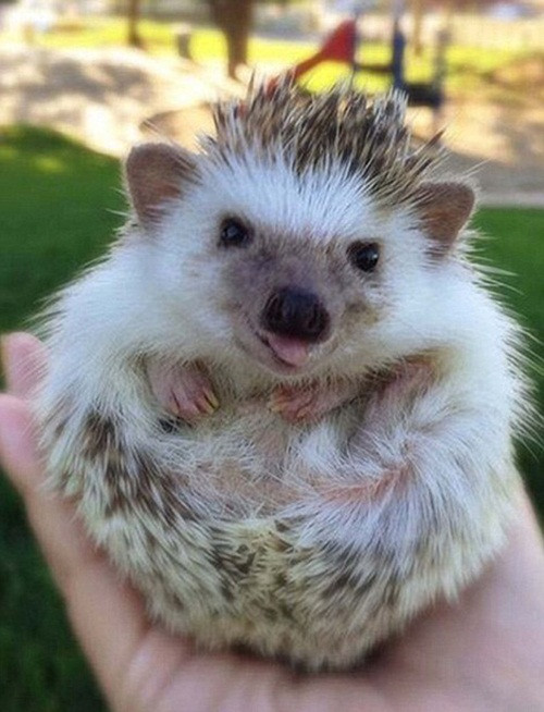 Chỉ trong thời gian ngắn, lượng người ấn theo dõi chú nhím gai ma cà rồng đã tăng lên đến hàng ngàn người và không có dấu hiệu chững lại. Nguồn: Sina