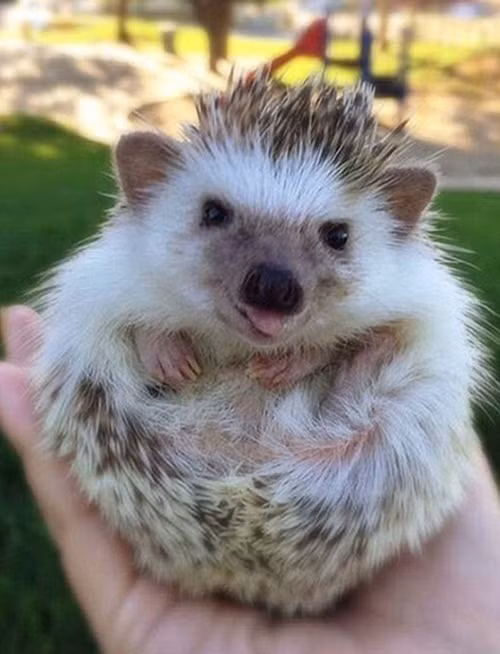 Chỉ trong thời gian ngắn, lượng người ấn theo dõi chú nhím gai ma cà rồng đã tăng lên đến hàng ngàn người và không có dấu hiệu chững lại. Nguồn: Sina