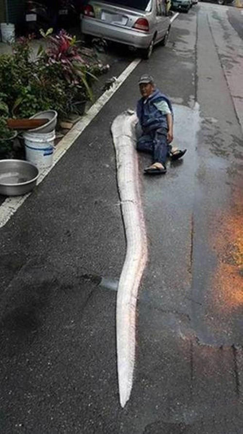 Cá mái chèo là loài cá xương dài nhất. Hình dạng của nó như sợi ruy băng, hẹp chiều ngang, với vây lưng dọc theo toàn bộ chiều dài của nó, vây ngực lùn mập, vây chậu hình chèo dài. Màu sắc của nó là màu bạc với những mảng đen và vây của nó có màu đỏ.