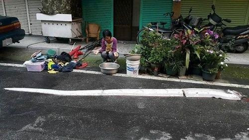 Cách đây không lâu, ở Hoa Liên, Đài Loan, ngư dân cũng bắt được một con cá mái chèo lạc bờ do địa chấn. Con cá dài hơn 3m, khiến nhiều người vô cùng tò mò.