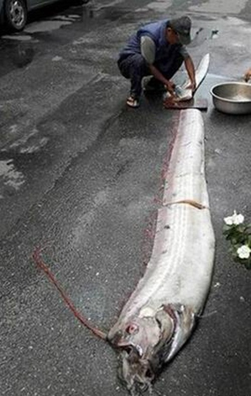 Sau khi bị bắt, ngư dân cắt khúc, xẻ thịt con cá ngay trên đường nhựa, khiến nhiều người choáng váng.