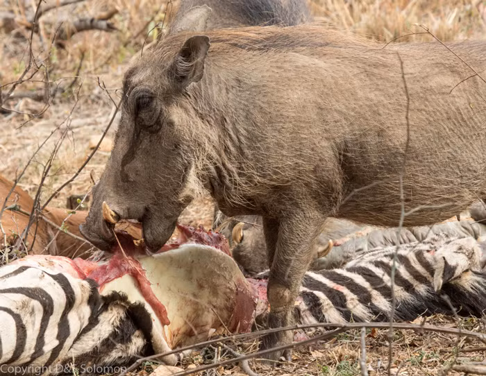 Chuyện lợn rừng ăn thịt ngựa vằn là chuyện hiếm thấy, trong tự nhiên hoang dã rất ít khi hai loài vật này đụng độ. Nhưng khi ngựa vằn ngã xuống, chỉ trong vòng vài chục phút, xác thối của những con ngựa vằn tội nghiệp đã bị đàn lợn rừng lọc thịt không thương tiếc. Nguồn: Africa Geographic