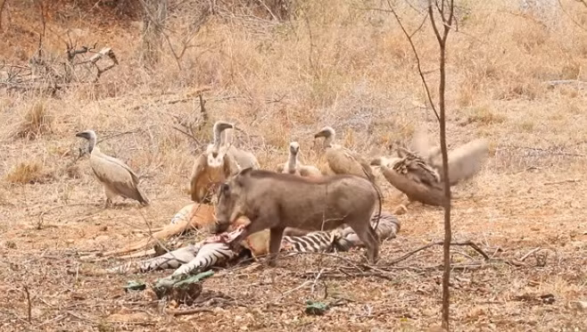 Khi thấy đàn lợn rừng đã gần no nê, những con kền kền mới đáp xuống và tiếp cận những cái xác. Tuy nhiên, dường như một vài tiếng động khả nghi vẫn khiến chúng vô cùng cảnh giác. Nguồn: Africa Geographic