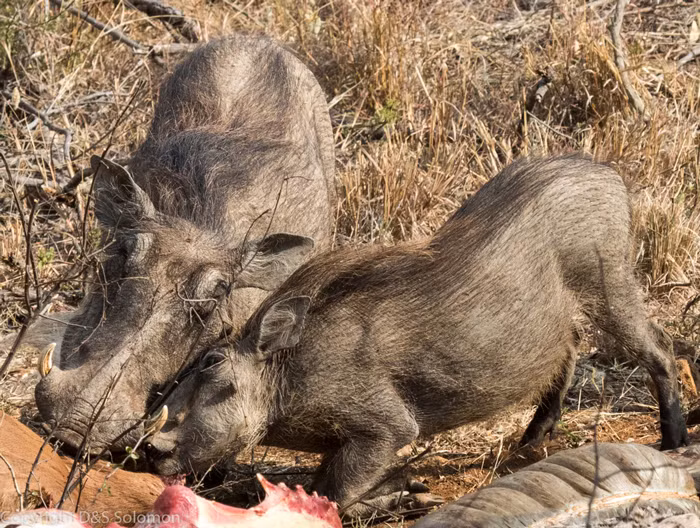 Không rõ nguyên nhân cái chết của những con ngựa vằn và linh dương này nhưng trước đàn lợn rừng, gần 100 con kền kền đã có mặt nhưng không hạ cánh tiếp cận xác thối, chỉ có một con chó hoang dã châu Phi và một con cầy mảnh mai đến thăm dò hiện trường. Nguồn: Africa Geographic