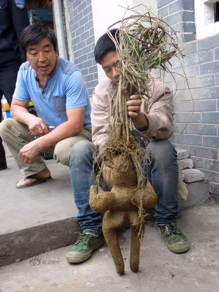 Rất nhiều người thích thú đã dừng lại để nhìn ngắm và chụp ảnh. Cũng có người hỏi mua tuy nhiên người đàn ông là chủ sở hữu của cây hà thủ ô hình người phụ nữ này hét giá lên đến 1200 nhân dân tệ, khoảng 4,2 triệu đồng nên vẫn chưa có người mua. (Theo Sina)