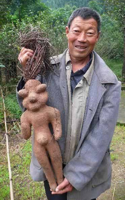 Trước đây ở Tứ Xuyên, Trung Quốc, một người nông dân đã bất ngờ tìm thấy một cây hà thủ ô rất to và có hình dạng như một đứa trẻ. (Theo Shanghaiist)