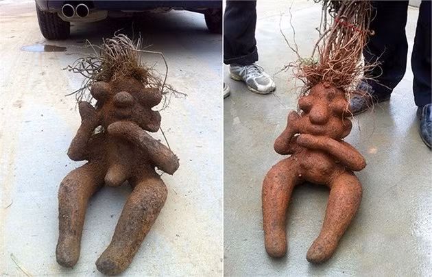 Tại huyện Đức An, Giang Tây, Trung Quốc, người dân còn bất ngờ đào được một cặp cây hà thủ ô hình người cách nhau 10km. Trong đó, một cây hà thủ ô có hình hài một người đàn ông, một cây hà thủ ô có hình hài một người phụ nữ. (Theo Chinanews)