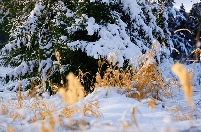 Khi nghệ thuật vẽ body art kết hợp với môi trường thiên nhiên, nó gần như đạt đến đỉnh cao nhất khi hoàn toàn hòa quyện vào thiên nhiên, khiến nhiều người gần như không thể nhìn thấy những người mẫu nếu không nhìn đi nhìn lại nhiều lần.