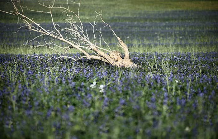 Hình ảnh ấn tượng khi người mẫu trẻ hóa thân thành cành cây khô giữa rừng hoa.