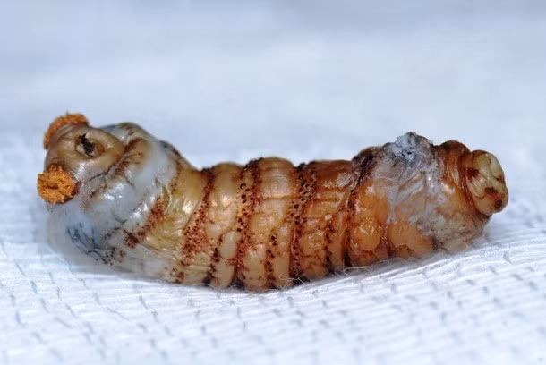 Một trong những động vật ký sinh trên cơ thể con người gây ám ảnh nhất là ấu trùng ruồi trâu. Một bé trai 5 tuổi ở Honduras đã có một cơn ác mộng tồi tệ nhất cuộc đời mình khi bị một con ruồi trâu đẻ trứng ngay trong mắt. Ấu trùng ruồi trâu nở ra, hút máu và khiến đôi mắt cậu bé vô cùng đau đớn, sưng mọng. Cuối cùng, các bác sĩ phải phẫu thuật để cứu cậu bé. Nguồn: L25