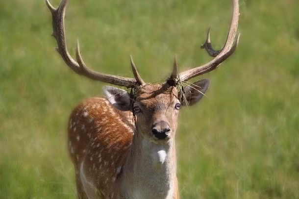 Ngoại hình đẹp và thường xuất hiện trong các câu chuyện cổ tích nhưng hươu là một số những loài động vật bị ghét nhất trên thế giới, đặc biệt là trên những con đường băng qua các khu rừng và các khu vực nhiều cây cối. Được biết đến với kiểu băng qua đường không cần quan sát, hươu gây ra khoảng 1,5 triệu vụ va chạm hàng năm, gây ra cái chết của khoảng 150 người, thiệt hại khoảng 1,1 tỷ USD chỉ riêng ở Mỹ. Nguồn: L25
