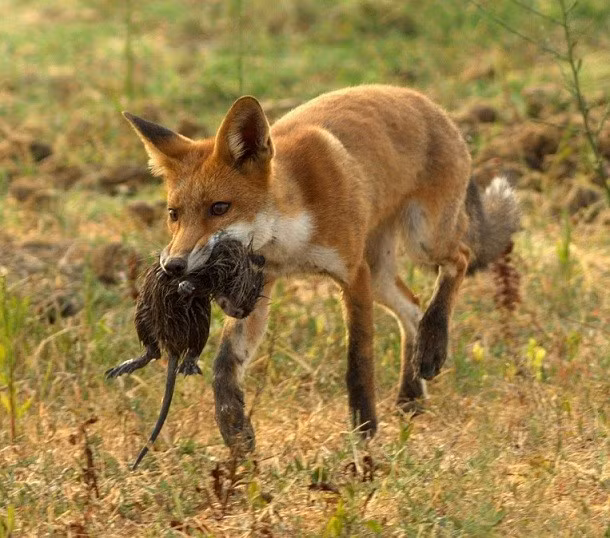 Tuy nhìn dễ thương nhưng loài cáo đỏ là động vật có vú nguy hiểm, tiềm tàng nhiều mối đe dọa.Trong môi trường sống tự nhiên của lục địa Á - Âu, Bắc Phi và Trung Mỹ, loài cáo đỏ trở thành một loài xâm lấn ở Australia. Chúng thường giết cừu sơ sinh và mang trong mình bệnh dại. Nếu không được kiểm soát số lượng loài, hiệu ứng cáo đỏ có thể tàn phá cả một hệ sinh thái. Nguồn: L25