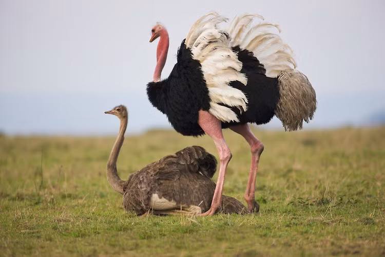 Bù lại đà điểu chạy rất nhanh, vận tốc của chúng có thể lên đến 70km/h, thời gian tăng tốc không đáng kể. Lạc đà cũng không kém cạnh với vận tốc khoảng 65km/h và có thể duy trì liên tục vận tốc 40km/h. (Theo Theoallofs)