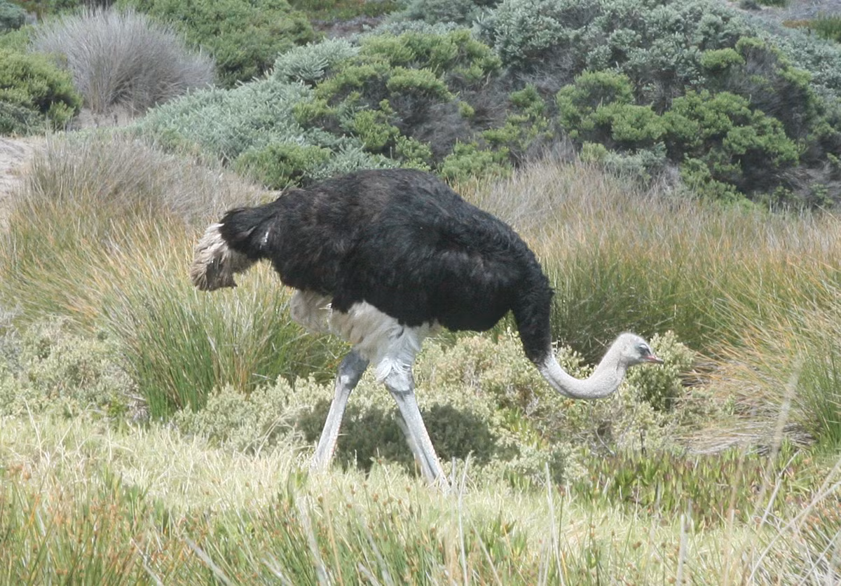 Được mệnh danh là loài chim còn sống lớn nhất thế giới, đà điểu châu Phi khi trưởng thành có thể nặng từ 90 đến 130kg, có con nặng tới 155kg, cao từ 1,7m đến 2,7m, thực sự mới là một loài chim khổng lồ trên thế giới. (Theo Parfaitimage)