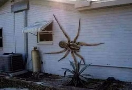 Liên quan đến những màn leo tường gây khiếp hãi, bạn có thể đoán được đây là hình ảnh thật hay đã được photoshop để đánh lừa mọi người? (Theo Emgn)