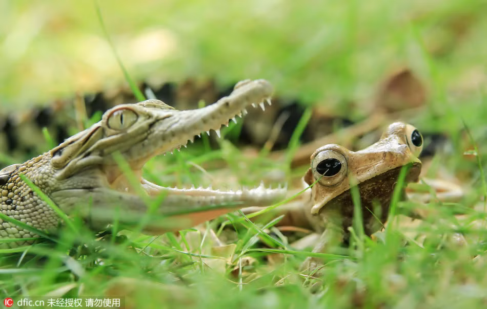 Sau đó ếch cây thản nhiên tha cho cá sấu và lạnh lùng, thản nhiên đứng bên cạnh, mặc cho cá sấu con nhe nanh dọa dẫm. (Theo Sina)