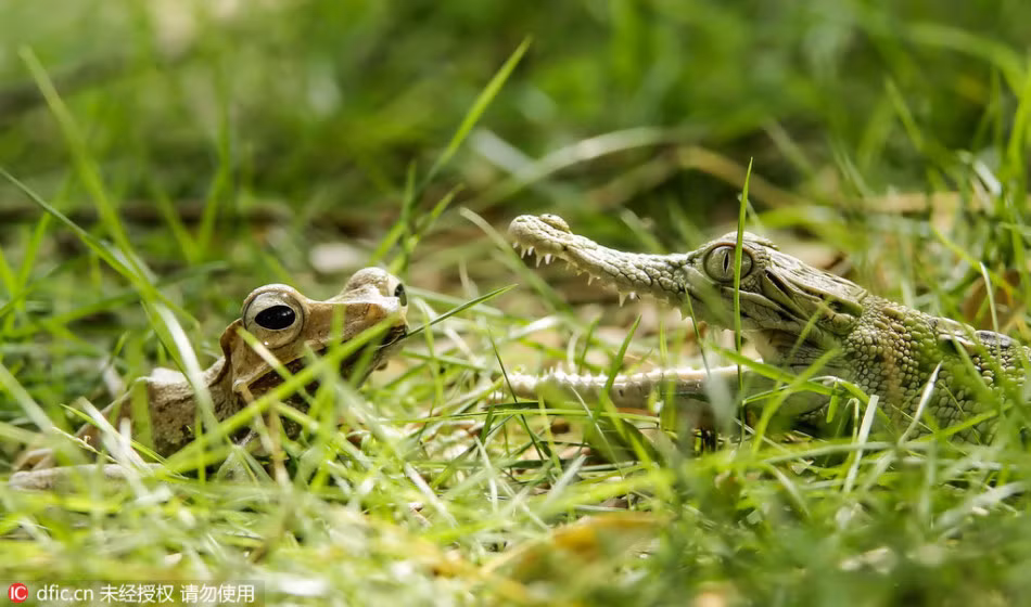 Rất nhiều người đã không khỏi ngạc nhiên thích thú trước cảnh tượng đảo ngược chuỗi thức ăn tự nhiên của một con cá sấu con và một con ếch cây dũng cảm. (Theo Sina)