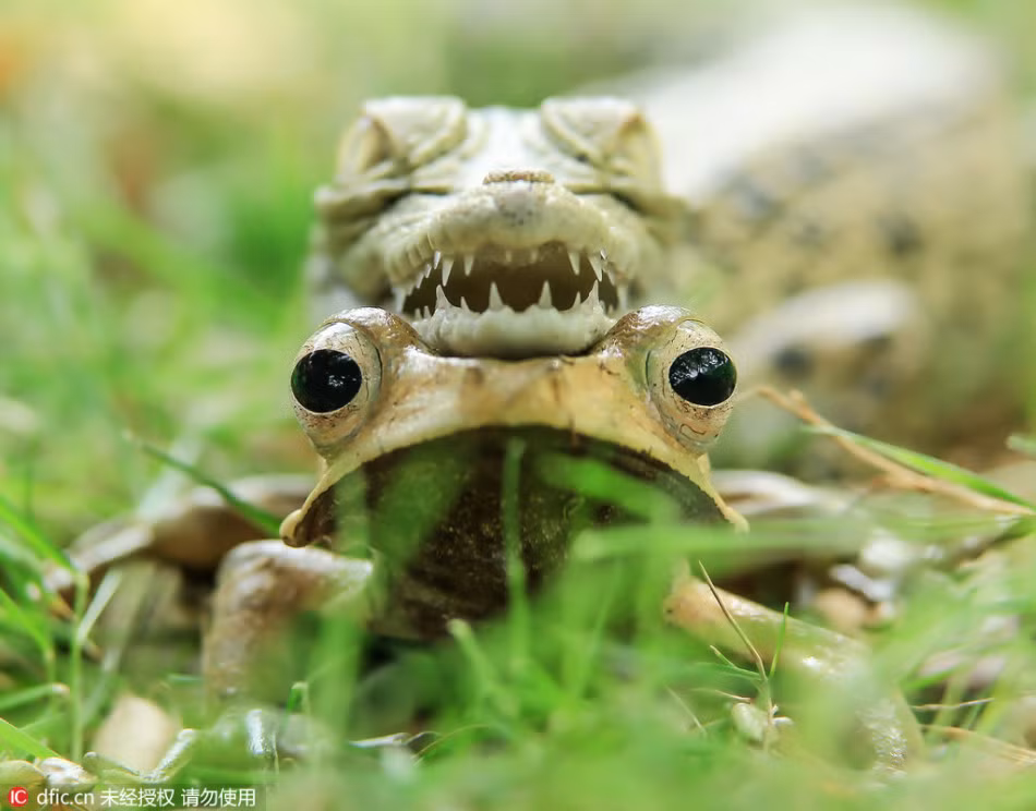 Tưởng như không có gì cản trở con cá sấu xuống tay với ếch cây thì bất ngờ một cảnh tượng ngoạn mục diễn ra. (Theo Sina)