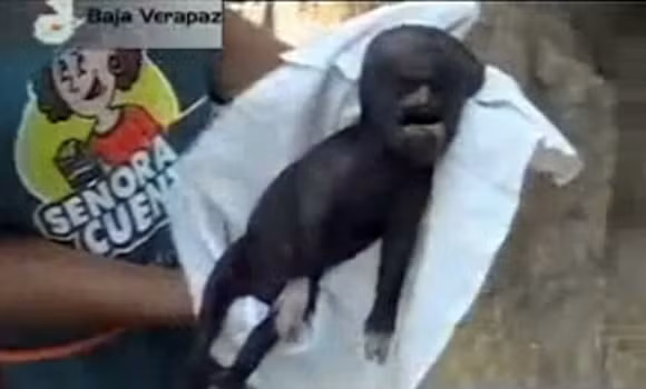 Nhiều lời đồn thổi cho rằng, đây là con lai của một cuộc "mây mưa" bệnh hoạn giữa người và loài dê.