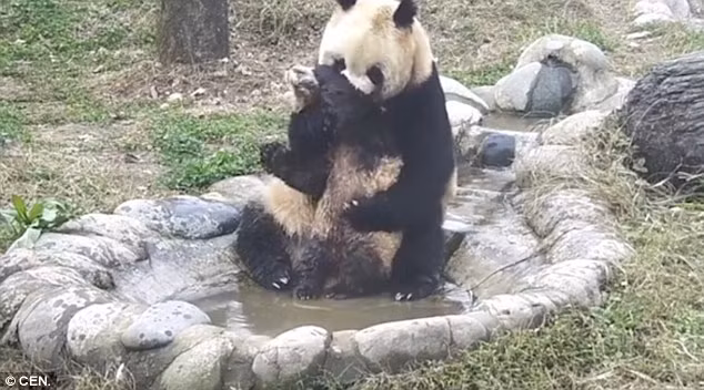 Có thể thấy, gấu trúc mẹ kiên nhẫn, vô cùng nỗ lực khi tắm rửa cho gấu trúc con. Trong khi đó, chú gấu trúc con cũng bướng bỉnh, cứng đầu không kém, chú ta không ngừng giãy giụa, muốn thoát khỏi vòng tay của mẹ vì rất ghét tắm. (Theo Dailymail)