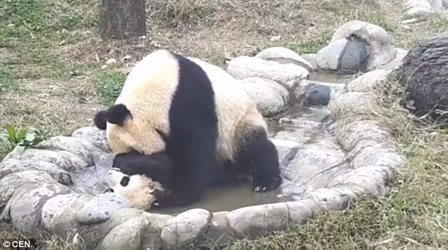 Gấu trúc trong tự nhiên cũng có xu hướng tự tắm rửa khi trời mưa để loại bỏ những bụi bẩn bám trên người lâu ngày. Khi nghỉ ngơi, những con gấu trúc cũng sẽ cố gắng tìm nơi sạch sẽ, khô ráo để nằm. (Theo Dailymail)