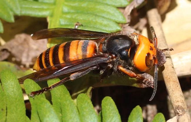 Thậm chí, loài ong này còn ăn thịt cả những con ong bắp cày khác nên chúng bị gọi là ong diệt chủng. Tiếng xấu của loài ong này khiến nhiều loài động vật ghê sợ và ghét cay ghét đắng chúng.