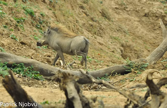 Khi tiến lại gần, lợn rừng quyết định không tấn công trực diện mà tấn công từ cánh. Nó lượn lên phía trên khu vực bầy linh cẩu đang nằm. (Theo Africa Geographic)