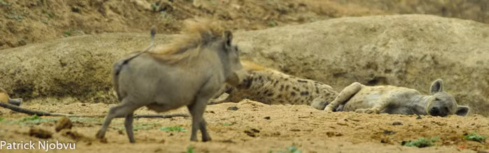 Nhiếp ảnh gia Patrick Njobvu chụp được những hình ảnh thú vị khi một con lợn rừng đuổi húc linh cẩu để dành chỗ nằm mát mẻ tại Vườn quốc gia Nam Luangwa khiến người xem vô cùng thích thú. (Theo Africa Geographic)
