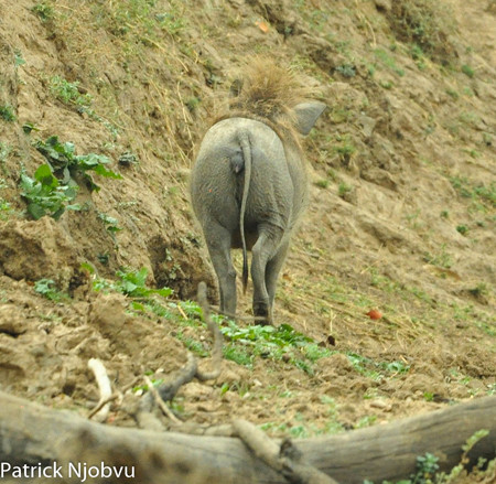 Cuối cùng, sau khi đuổi được bầy linh cẩu đi, con lợn rừng thong thả tiến đến vùng đất bùn mát mẻ, hạnh phúc thả lỏng người nghỉ ngơi sau khi chiếm chỗ của con linh cẩu thành công. (Theo Africa Geographic)