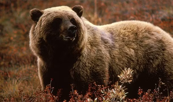 Ở Alaska, bạn sẽ vi phạm luật pháp nếu đánh thức một con gấu đang ngủ. Thực sự rất ít người vi phạm luật này vì luật sinh ra chủ yếu là để bảo đảm an toàn cho khu dân cư.