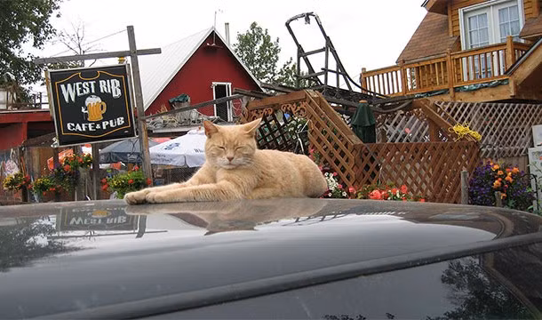 Suốt 15 năm qua, thị trấn Talkeetna, Alaska được cai trị bởi một con mèo tên là Stubbs. Stubbs làm thị trưởng khiến người dân nơi đây vô cùng an tâm sinh sống.