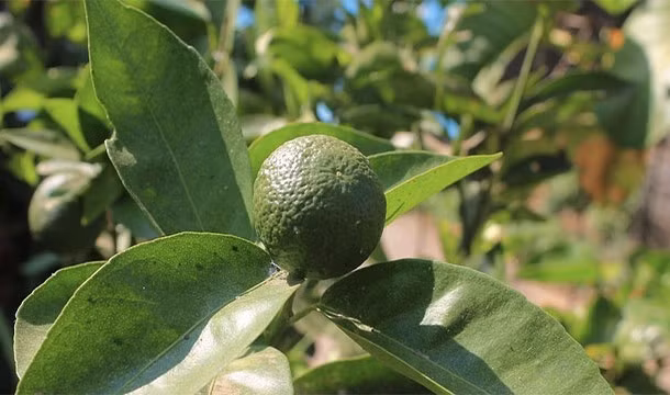 Không phải tất cả những quả cam đều là màu cam. Nếu thời tiết không đủ lạnh, chất diệp lục trong vỏ cam không thể bị phá vỡ và trái cây vẫn xanh mặc dù bên trong đã chín.