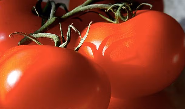 Cà chua là loại quả phổ biến nhất thế giới, thường bị xếp vào rau củ nhưng thực sự cà chua là một loại trái cây.