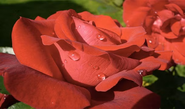 Táo, đào, và quả mâm xôi và... hoa hồng đều là thành viên trong một họ thực vật. Đây chính là một minh chứng cho quan điểm những loài trái cây độc lạ theo cách của riêng mình.