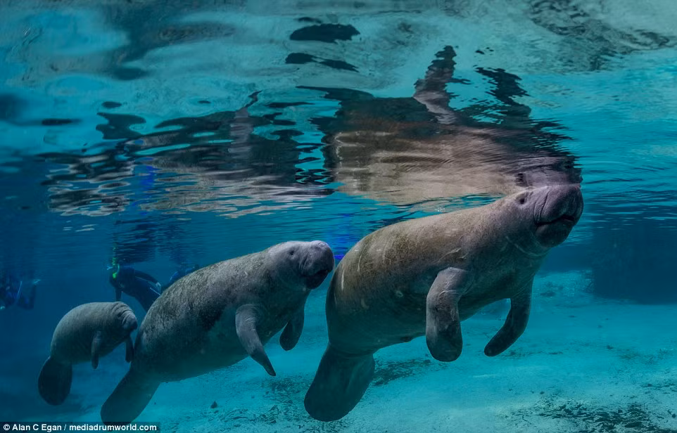 Lợn biển hay là bò biển, từng bị nhầm lẫn là nàng tiên cá tròn quay trong những ghi chép của nhà thám hiểm, nhà hàng hải nổi tiếng Christopher Columbus và ông miêu tả rằng "những nàng tiên cá này họ không đẹp bằng một nửa những gì người ta miêu tả trong những bức tranh". (Theo Dailymail)