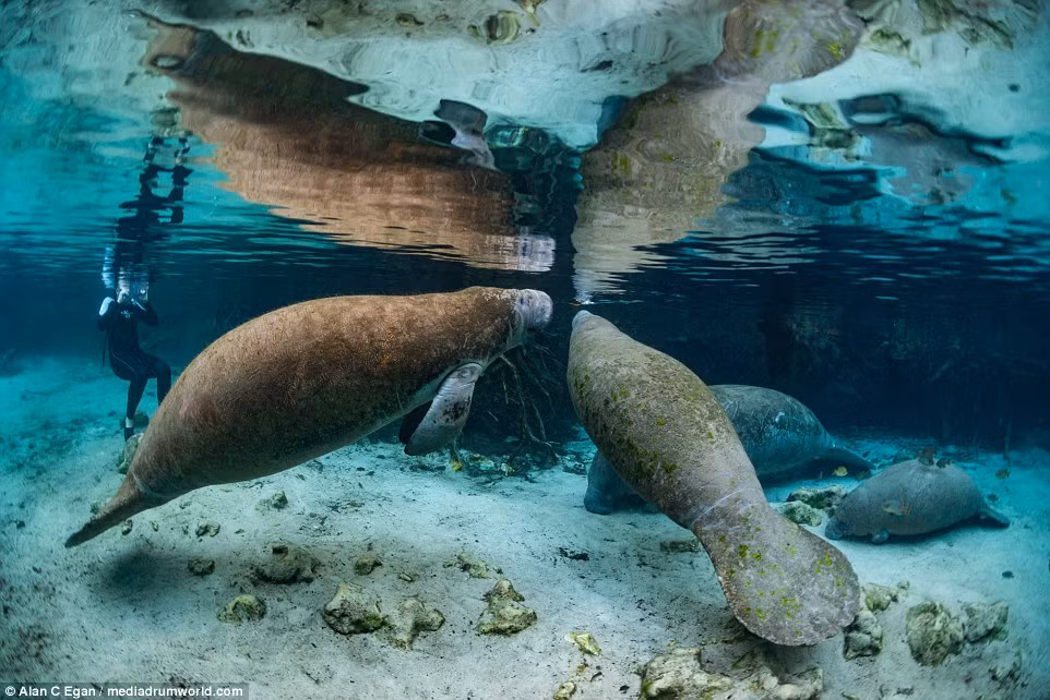 Cũng giống như các động vật ăn cỏ khác, lợn biển Florida đóng vai trò quan trọng trong việc ảnh hưởng đến tăng trưởng thực vật trong vùng nước nông ở sông, vịnh, cửa sông, kênh rạch và vùng nước ven biển. (Theo Dailymail)