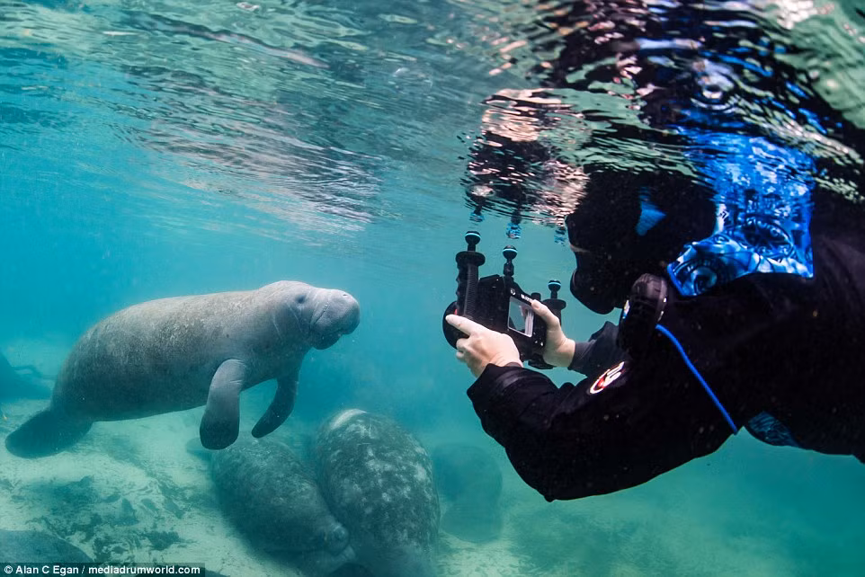 Những con lợn biển đã khiến nhiếp ảnh gia Alan C Egan và con gái của ông ngạc nhiên về cực kỳ thân thiện chứ không đáng sợ như những lời miêu tả. (Theo Dailymail)