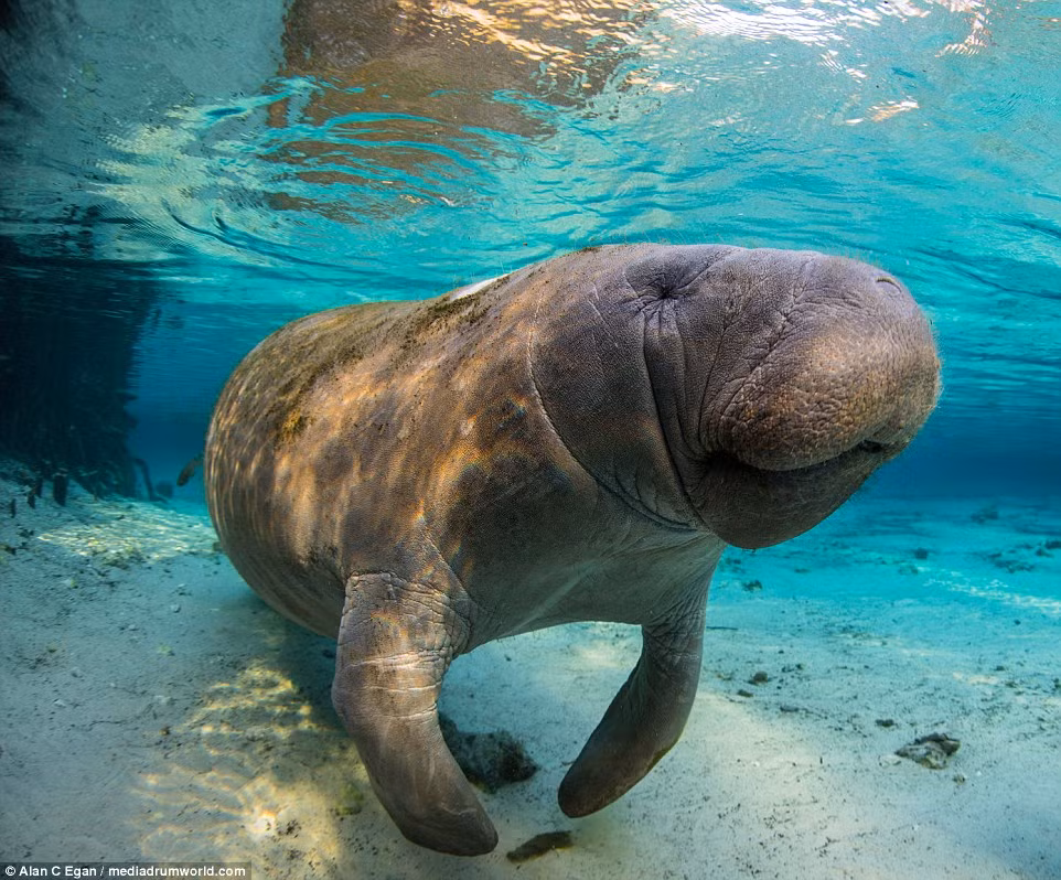 Được biết đến như là loài sinh vật dưới nước hiền lành và chậm chạp, không gây nguy hiểm cho con người nhưng các nhân viên tại Crystal River khuyến khích những người bơi lội, những thợ lặn và nhiếp ảnh gia nên giữ khoảng cách đúng mực và tôn trọng không gian sống những nàng tiên cá nặng vài trăm cân này. (Theo Dailymail)