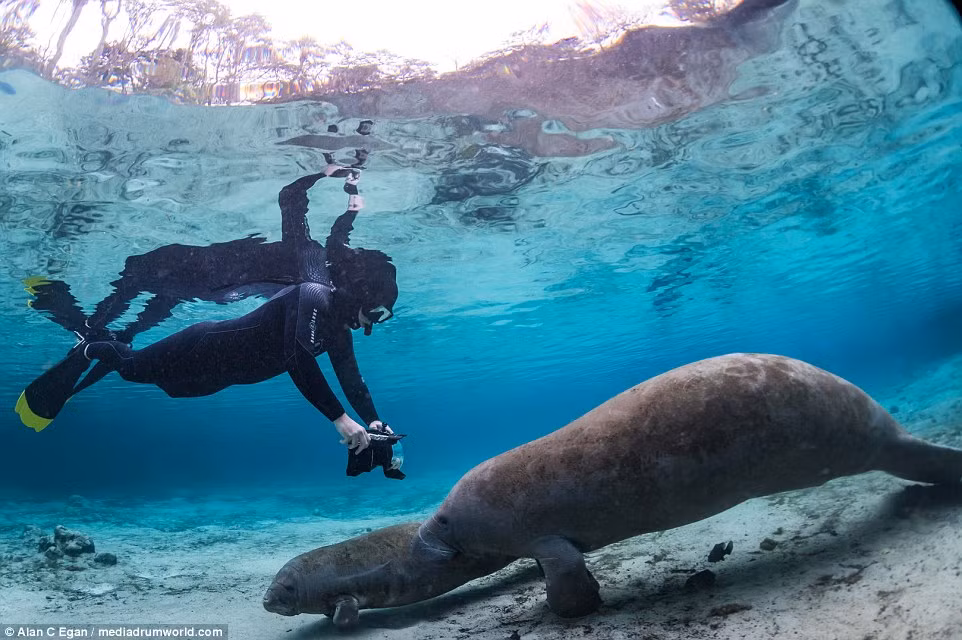 Khi trưởng thành, những con heo biển có thể nặng tới hơn 589 kg, dài hơn 3m. (Theo Dailymail)