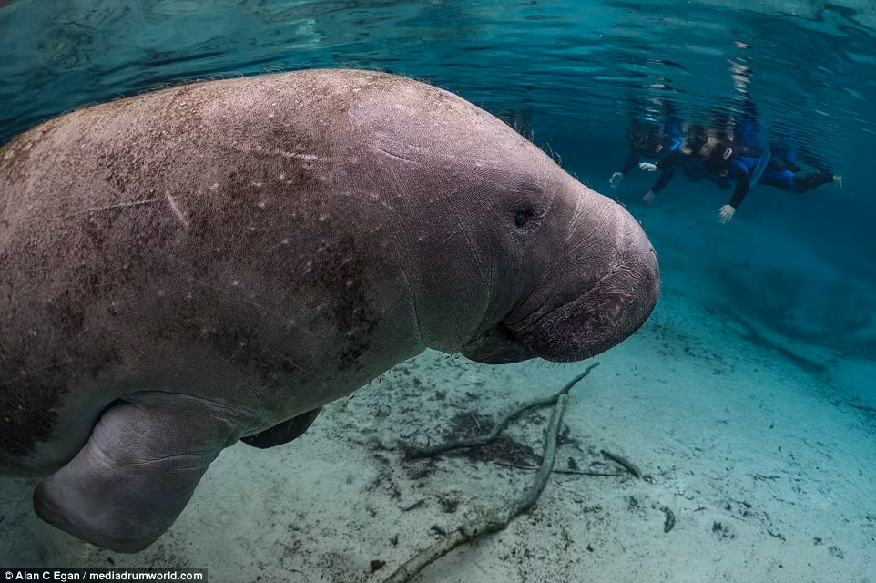 Chúng là động vật có vú lớn, có phần đuôi giống như cái giầm, có tác dụng rất lớn trong việc bơi lội. Phần nhiều thời gian, lợn biển tiêu tốn vào việc ăn cỏ, rong rêu trong vùng nước nông. (Theo Dailymail)