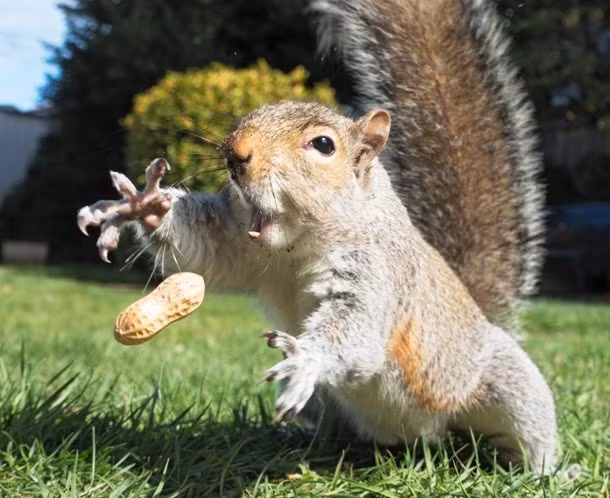 Tương tự, trông có vẻ đây là một khoảnh khắc được chỉnh sửa bằng photoshop, làm cho chú sóc có siêu năng lực nâng vật bằng suy nghĩ. Tuy nhiên thực tế đã chứng minh, đây tiếp tục là một khoảnh khắc được chụp đúng thời điểm mà thôi. (Theo L25)