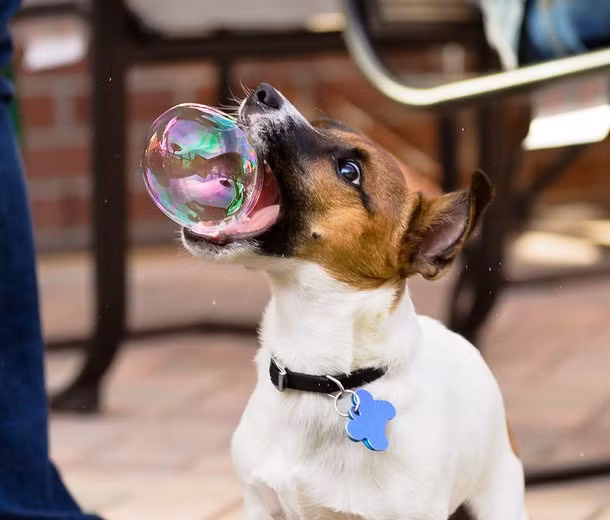 Nhiều người thắc mắc và nói rằng đây là một hình ảnh cắt ghép vì quả bóng nước không thể tồn tại khi chạm vào mồm của chú chó tinh nghịch này. Thực tế, đây là hình ảnh có thực, chụp đúng lúc bong bóng nước rơi vào mồm chú chó mà chưa kịp vỡ. (Theo L25)