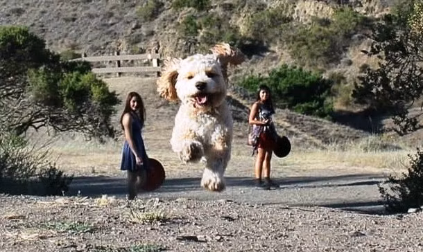 Có thể bạn không tin hình ảnh ấn tượng này là ảnh thật bởi chú chó trông to lớn khác thường, trở nên khổng lồ so với con người. Tuy vậy, đây là hình ảnh thật không hề qua chỉnh sửa, do góc chụp và ảo giác về khoảng cách nên người xem thấy chú chó khổng lồ. (Theo L25)