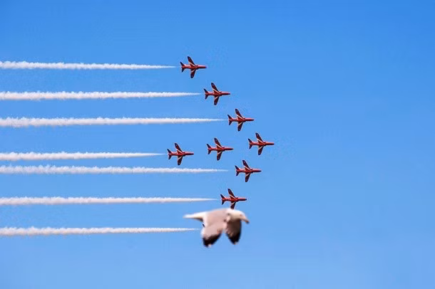 Lựa đúng thời điểm, chú chim bay ngang qua ống kính máy ảnh, che khuất chiếc máy bay trong đội hình mũi tên, trông như chú ta đang "nhả khói" điệu nghệ đua với những chiếc máy bay. (Theo L25)