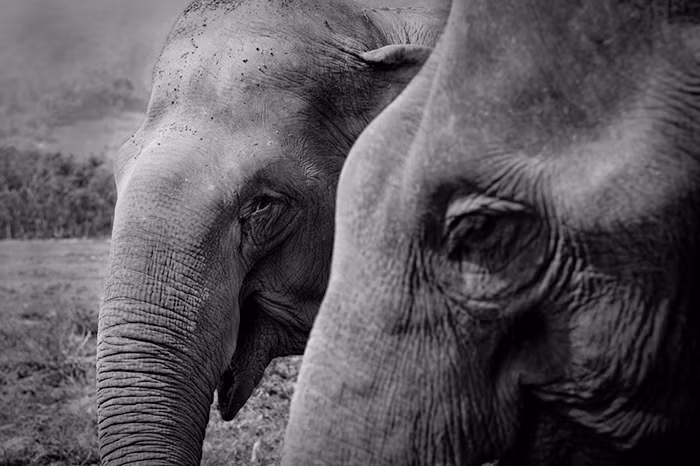 Mae Perm và Jokia vốn là một đôi bạn thân, đã sống chung với nhau 17 năm nay. Mae Perm cũng chính là nguồn vui vẻ, sự hạnh phúc của Jokia, người đã giúp Jokia quên đi những lạm dụng không thể tưởng tượng khi Jokia phải làm việc trong ngành công nghiệp khai thác gỗ bất hợp pháp một thời gian dài. (Theo Boredpanda)