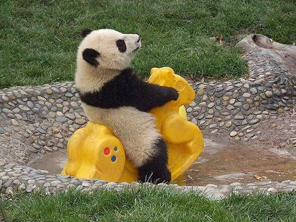 Vừa cưỡi ngựa nhựa vừa la hét, gấu trúc con đáng yêu muốn mẹ mua cho một con ngựa bằng xương bằng thịt khi lớn để cưỡi thỏa thích. (Theo Emgn)