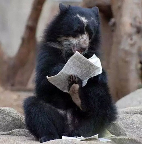 Quyết tâm cải thiện tri thức, chú gấu này đọc ngấu nghiến một tờ giấy đầy chữ của con người. (Theo Emgn)