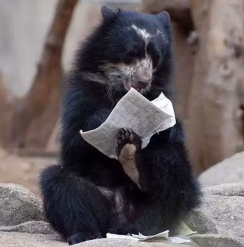 Quyết tâm cải thiện tri thức, chú gấu này đọc ngấu nghiến một tờ giấy đầy chữ của con người. (Theo Emgn)