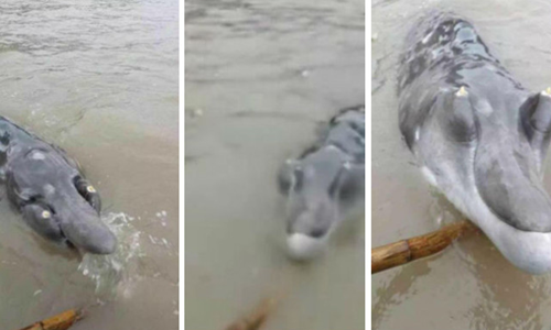 Sinh vật mắc vào lưới và được ngư dân kéo lên.