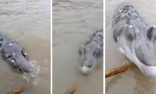 Sinh vật mắc vào lưới và được ngư dân kéo lên.